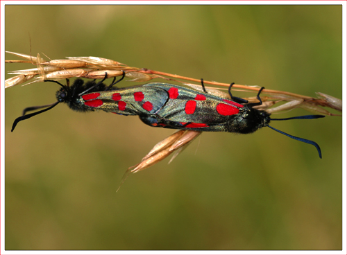 Six spot burnett moth mating