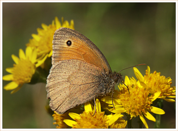 Small Heath Feeding