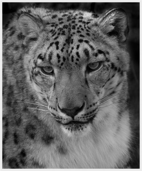 Snow Leopard