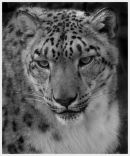 Snow Leopard