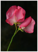 Sweet Pea