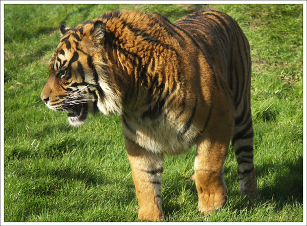 Tiger