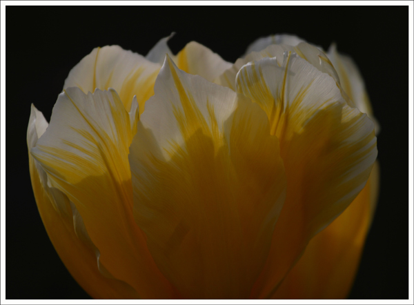 Tulip