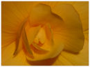 Yellow (*)