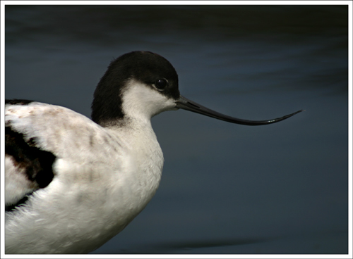 Young Avocet
