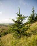 Tylorstown