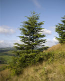 Tylorstown