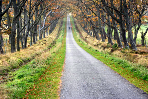 Beech Avenue