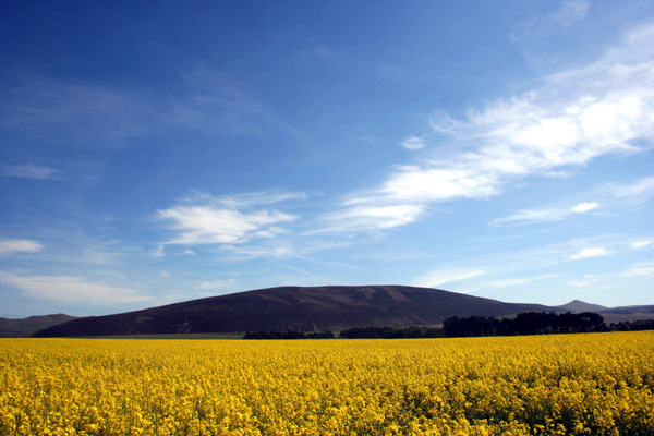 Field of oil seed rape and Black Hill