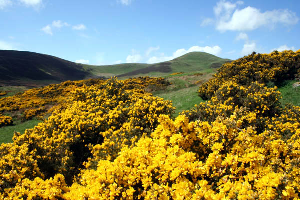 Gorse in Boghall Glen