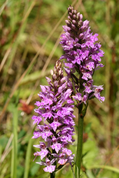 Common Spotted Orchid
