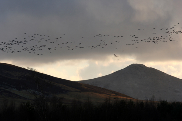 Geese and West Kip