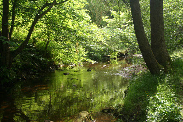 Glencorse Burn in Spring