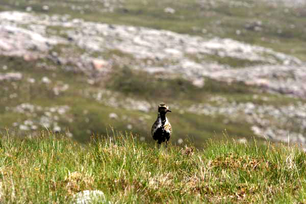 Golden Plover