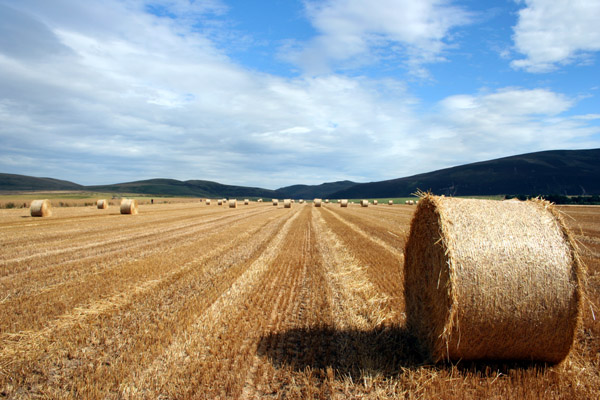 Harvest time at Harlaw