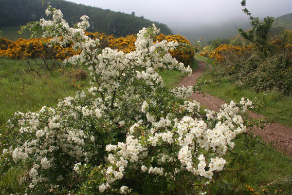 Hawthorn in bloom near Swanston
