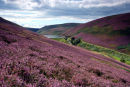 Heather and Loganlea Reservoir