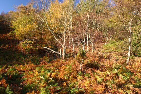 Hillend Country Park