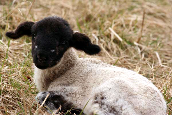 Lamb