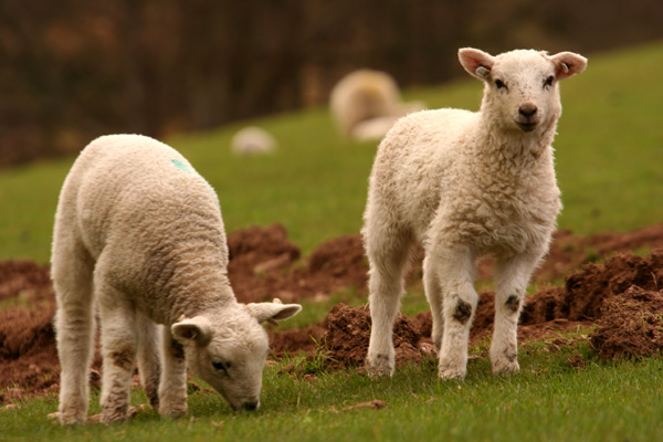 Lambs