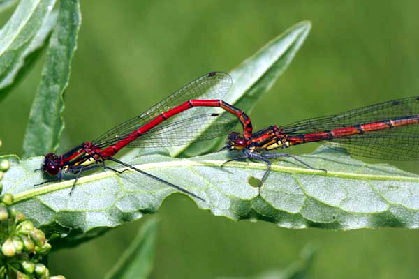 Large Red Damselfly