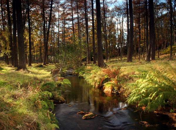 Laverockdale