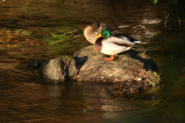 Mallard ducks