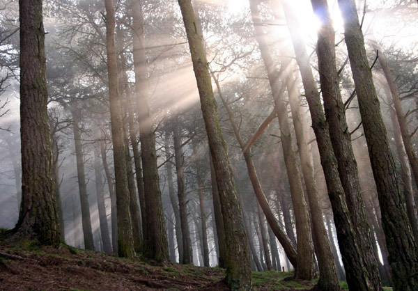 Whitehill Wood, Bonaly Country Park