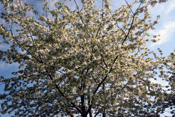 Gean (flowering cherry)