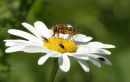 Life on a Daisy