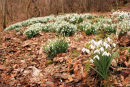 Snowdrops at Boghall Farm
