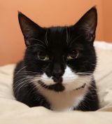 Pet Photography in London and the UK