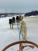 Dog Sled