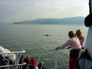 Whale Watching