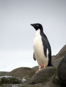 Adelie Penguin