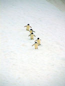 Penguin Rush Hour