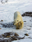 Polar Bear