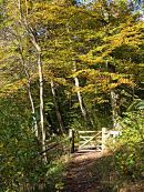 Autumn Woods