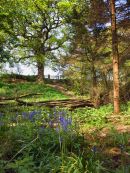 Spring Woodlands