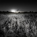 Storm on the Barley