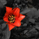 Floral 9