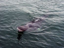 Baby Minke Whale
