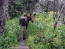 Moose