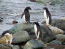 Penguin Playtime