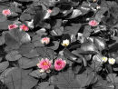 Waterlillies