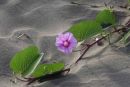 Flower in sand