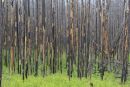 Tall Pines
