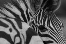 Zebra - looking back
