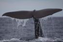 Whale's Fluke