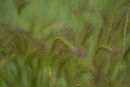 Grasses